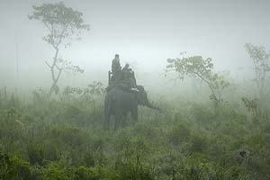 safari in Nation chitwan park